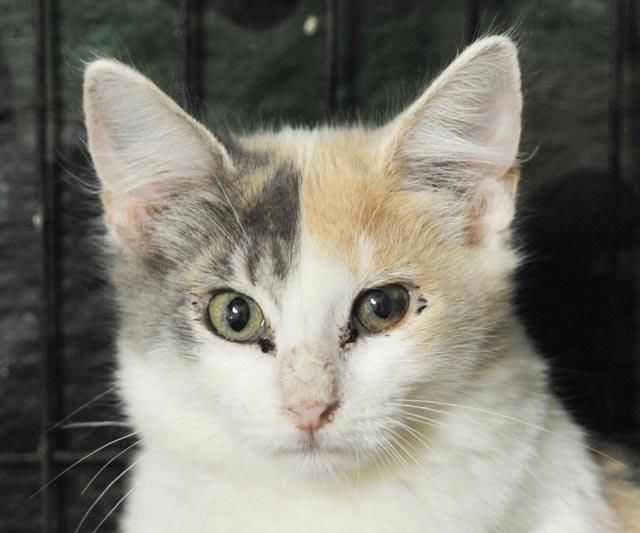 Priscilla